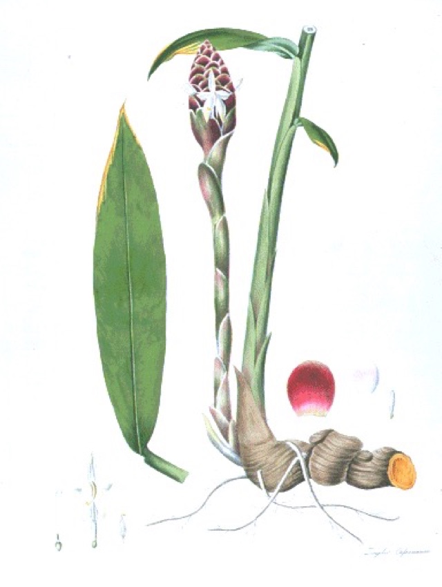 Zingiber cassumunar — botanical illustration