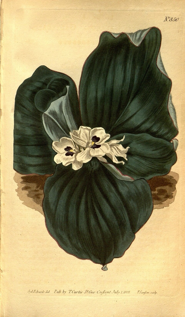 Kaempferia galanga — botanical illustration