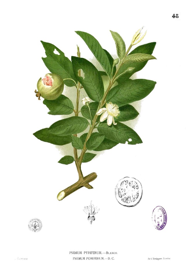 Psidium guajava — botanical illustration