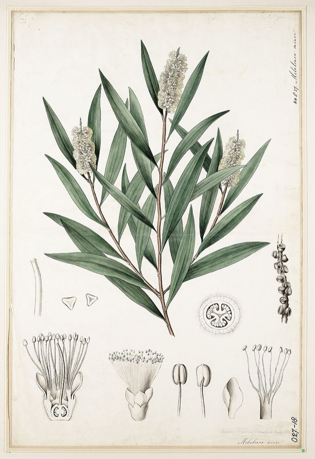 Melaleuca cajuputi — botanical illustration