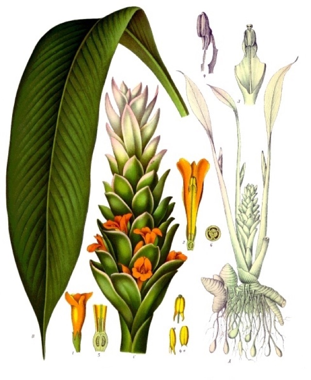 Curcuma longa — botanical illustration