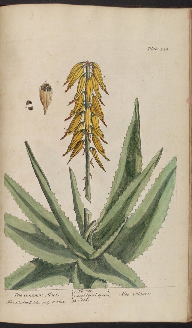 Aloe vera — botanical illustration
