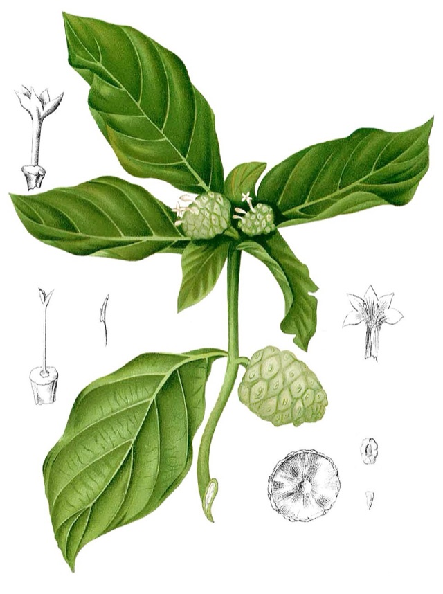 Morinda citrifolia — botanical illustration