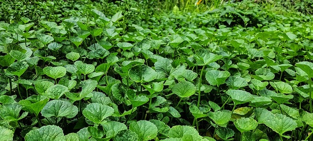Centella asiatica — botanical illustration