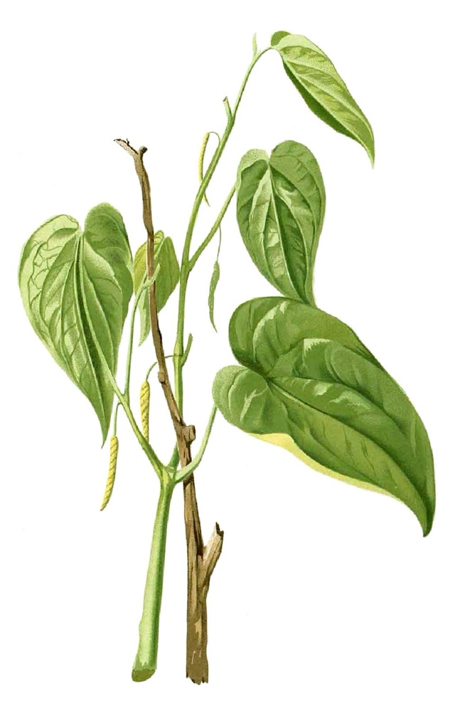 Piper betle — botanical illustration